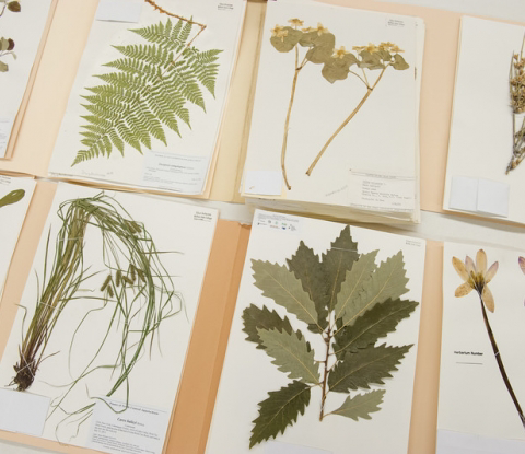 An herbarium.